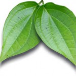 Daun Sirih Pengganti Lotion Anti Nyamuk 