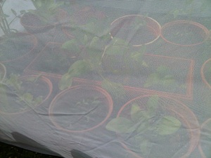 greenhouse3