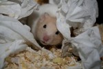 Agar Kandang Hamster Tidak Bau Pesing Agar Kandang Hamster Tidak Bau Pesing