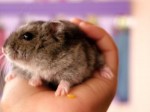 Tips Menjinakkan Hamster Tips Menjinakkan Hamster