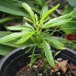 zodia-seedling img from:typicalgardener.wordpress.com