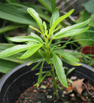 img from:typicalgardener.wordpress.com